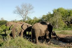 Afrikanischer Elefant (37 von 131).jpg